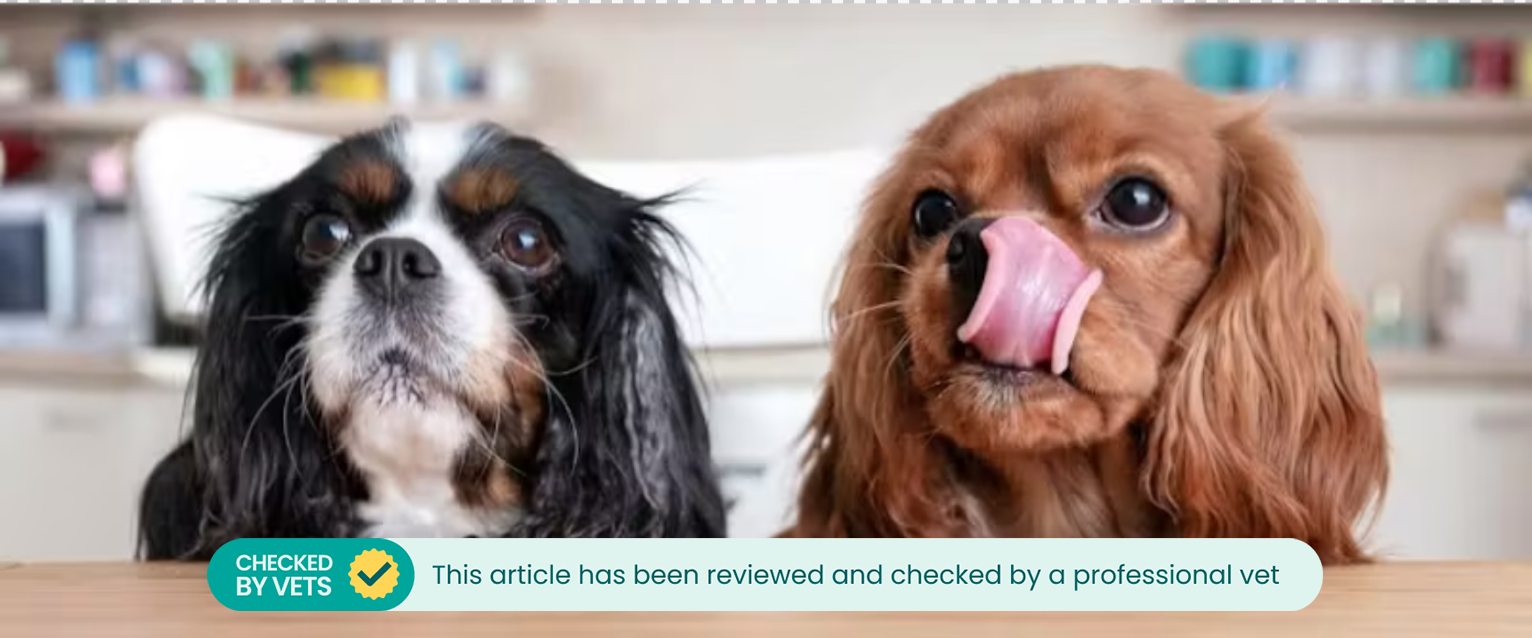Two Cavalier King Charles Spaniels sat at a dinner table