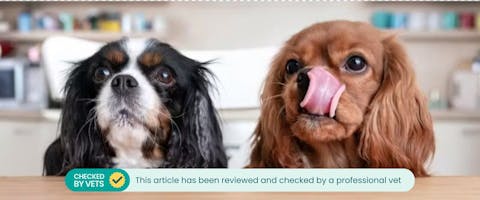 Two Cavalier King Charles Spaniels sat at a dinner table