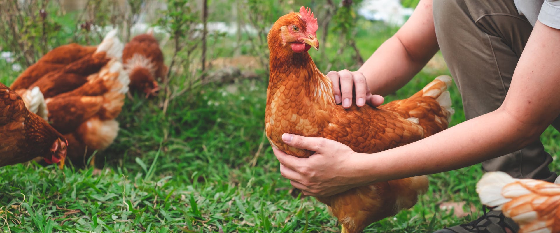 a chicken sitter gently holding a chicken