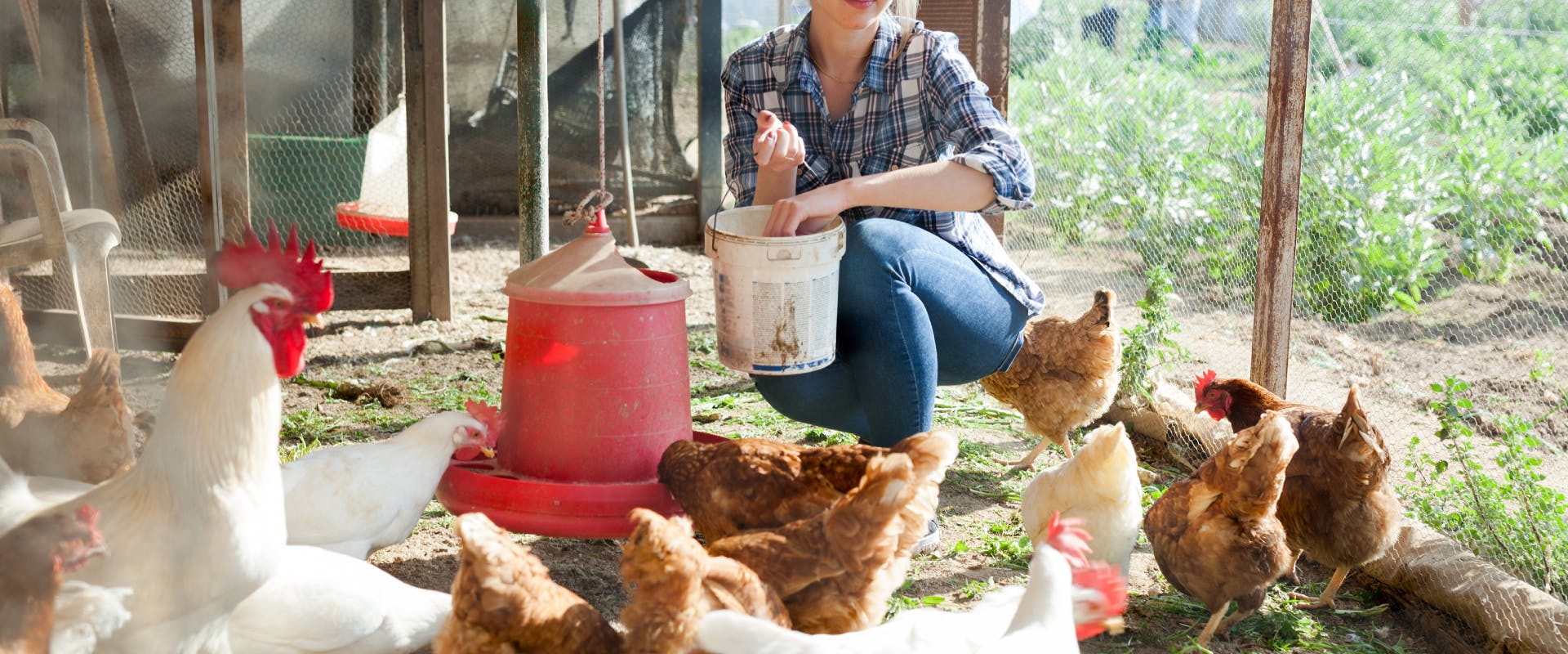 a chicken sitter feeding chickens inside a chicken coop