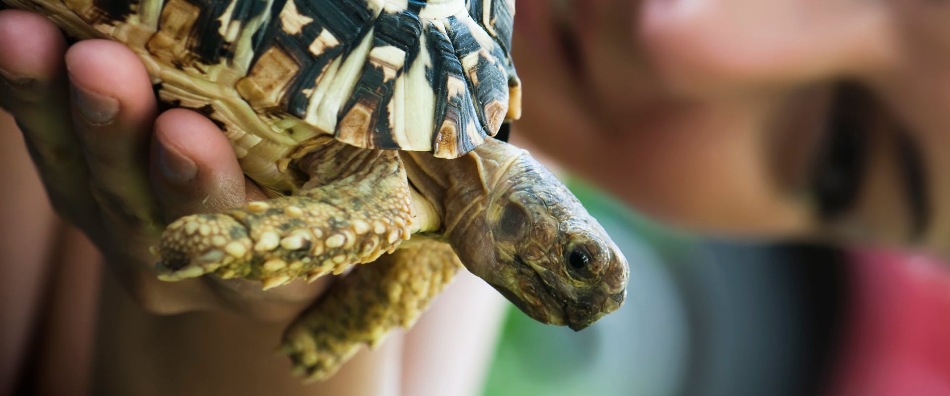 An exotic pet sitter handles a tortoise.