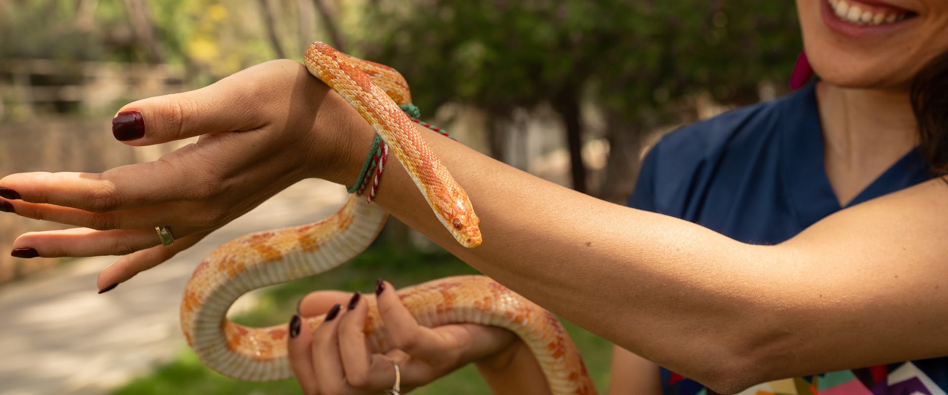 An exotic pet sitter handles a corn snake.