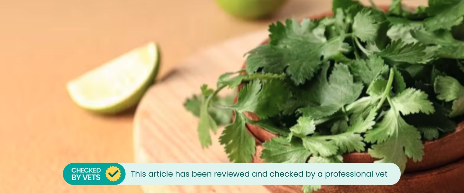 Close-up of cilantro in a bowl