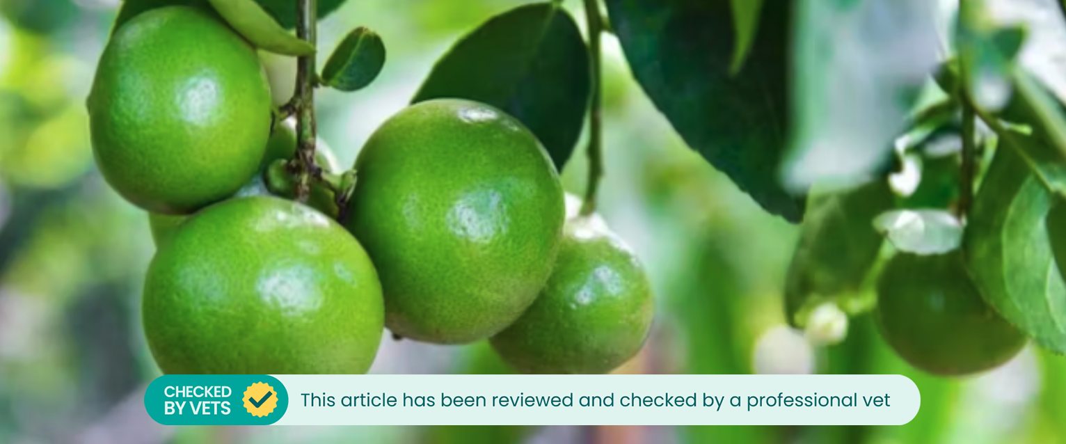 Limes growing from a tree.