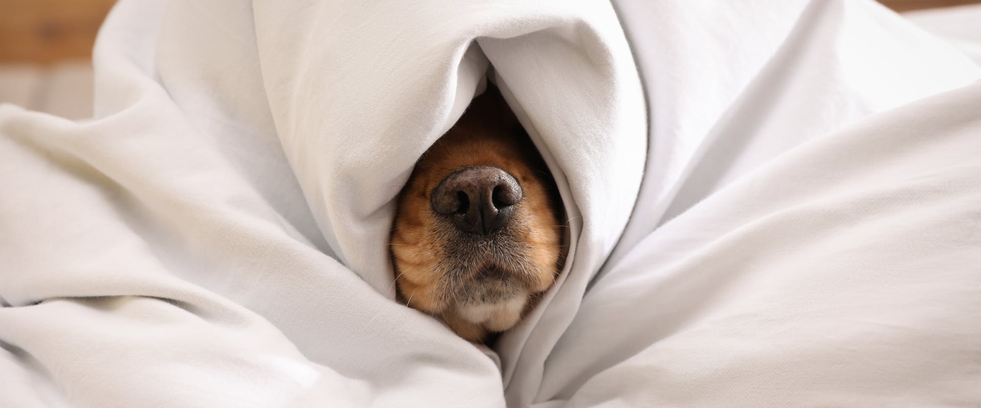 a brown dog nose poking out from the rolls of a white duvet