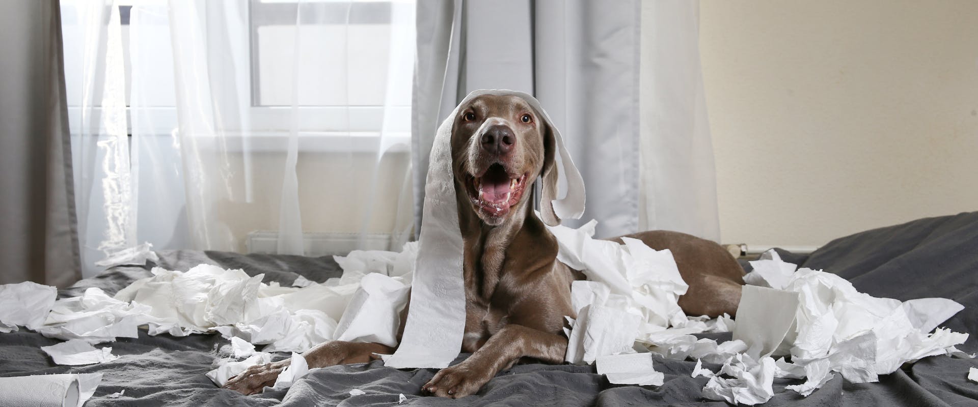 a large gray dog lying on a bed covered in ripped up toilet paper