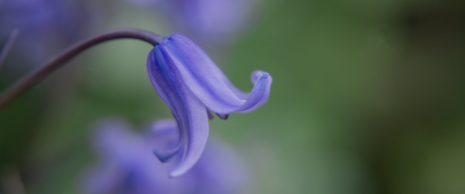 a close up of a single bluebell flower
