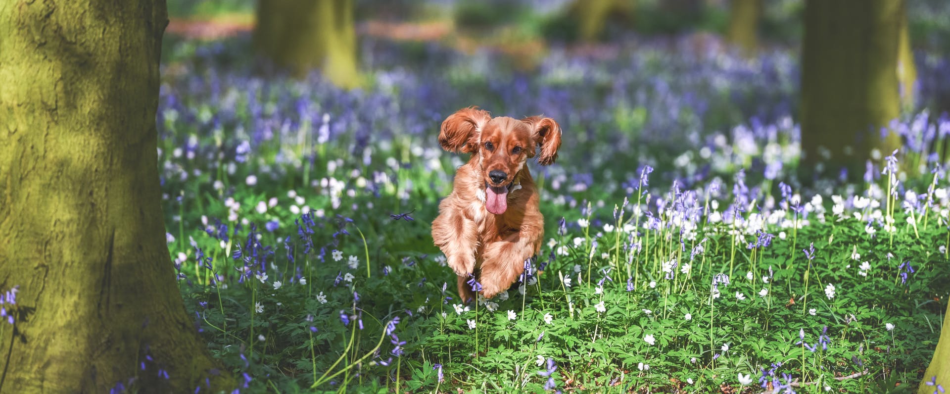 a brown spaniel running through a forest floor covered in bluebells and snowdrops