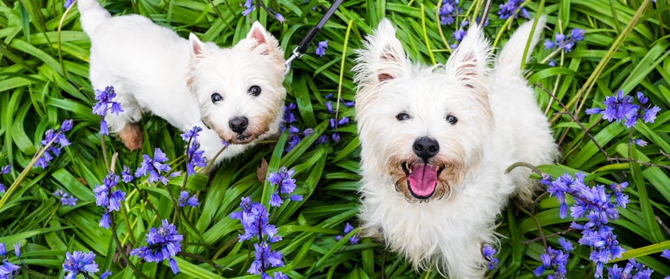 two white scottie dogs looking up at the camera while sat amongst bunches of bluebells