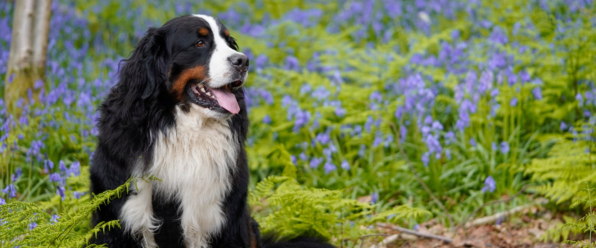 a bernese mountain dog sat next to a bush of bluebell plants