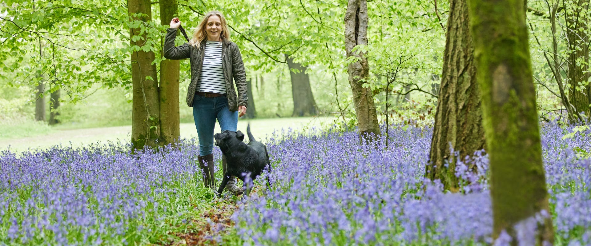 a woman about to throw a stick for an enthusiastic black labrador while on a walk in a bluebell forest