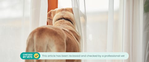 A dog who has been left home alone looking out of the window