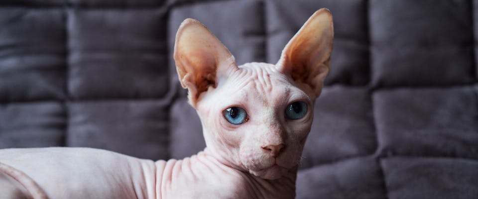 The Sphynx, the most common hairless cat breed.