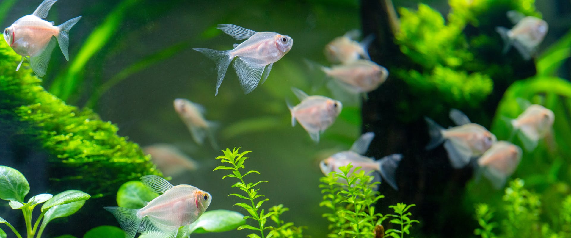 A group of fish in an aquarium