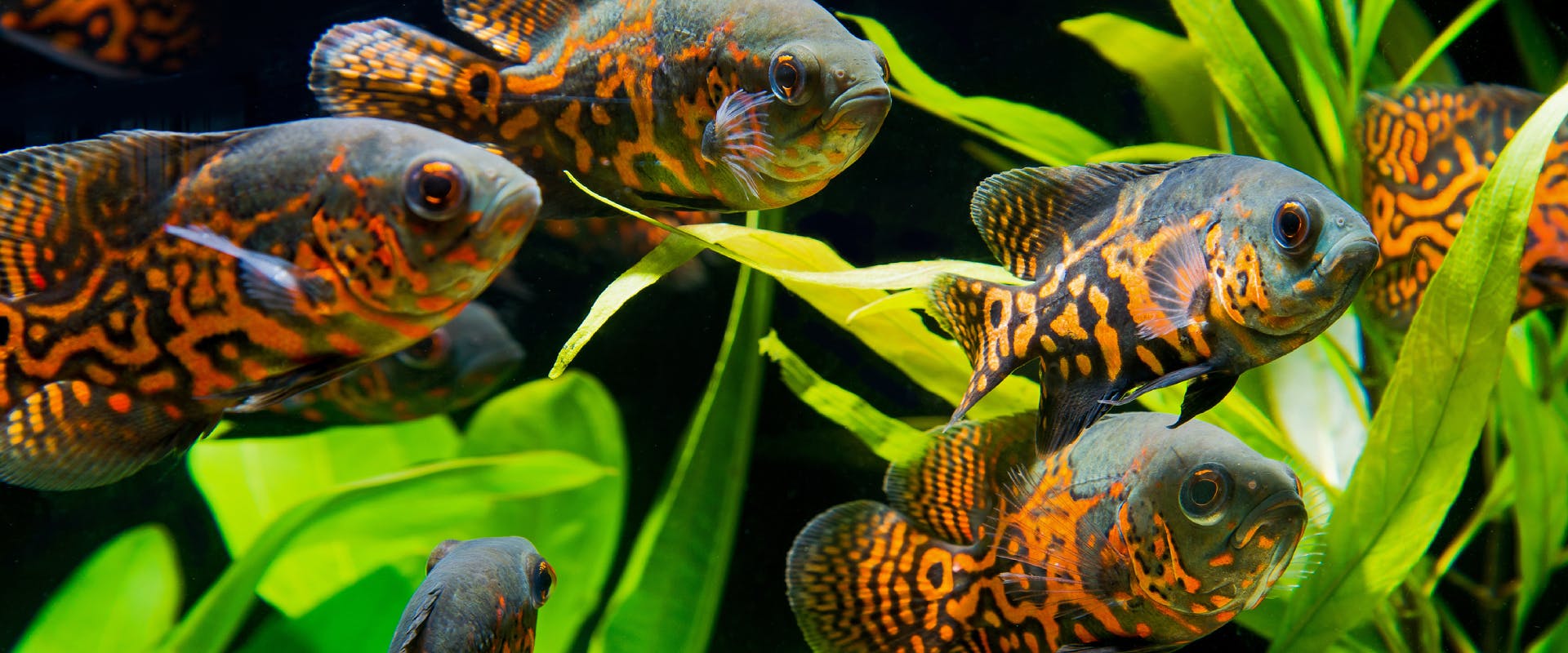 Pet fish in an aquarium