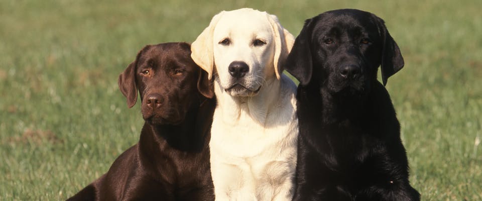 three labrador retrievers, one brown, one white, the other black, sat next to each other in a field