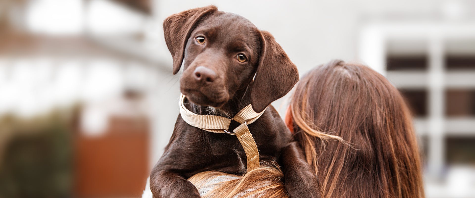 a chocolate labrabor puppy being carried by a woman with long brown hair