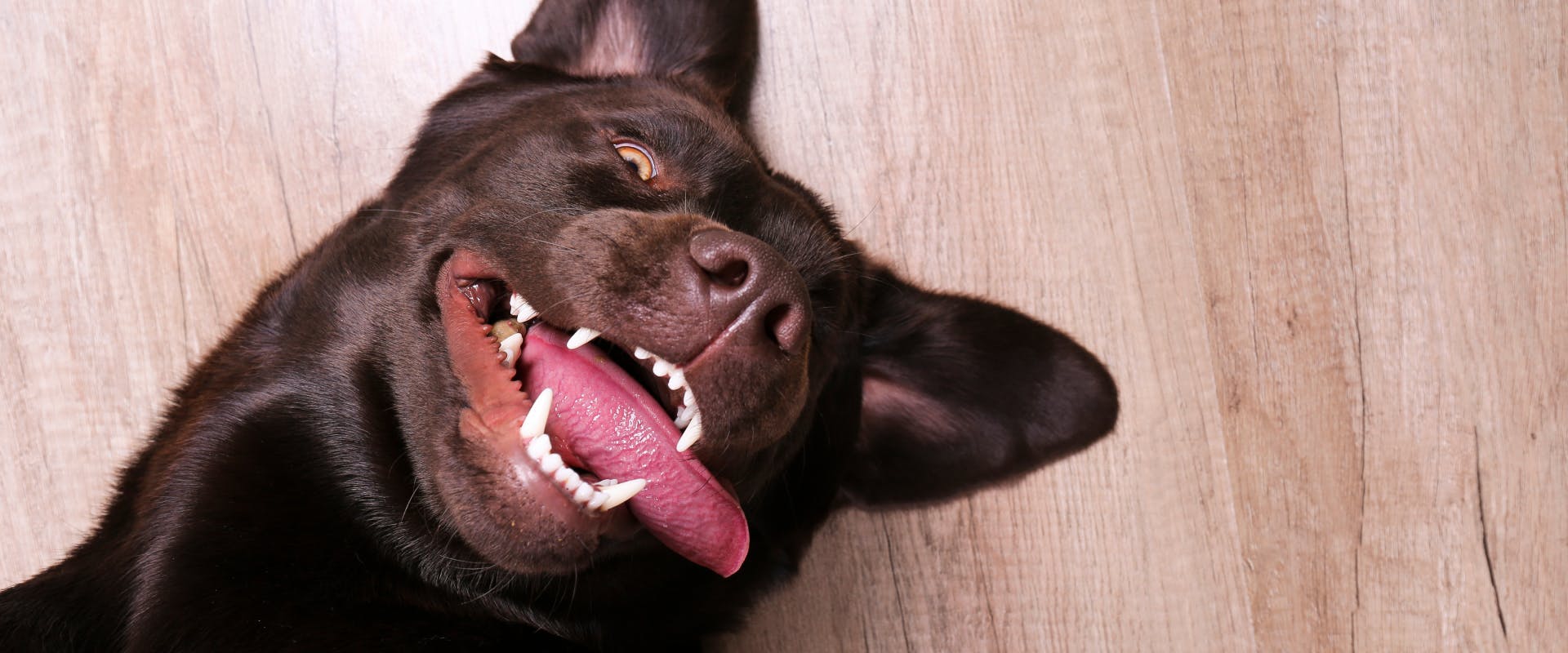 a brown lab lying on its back with its tongue lolling out to the side