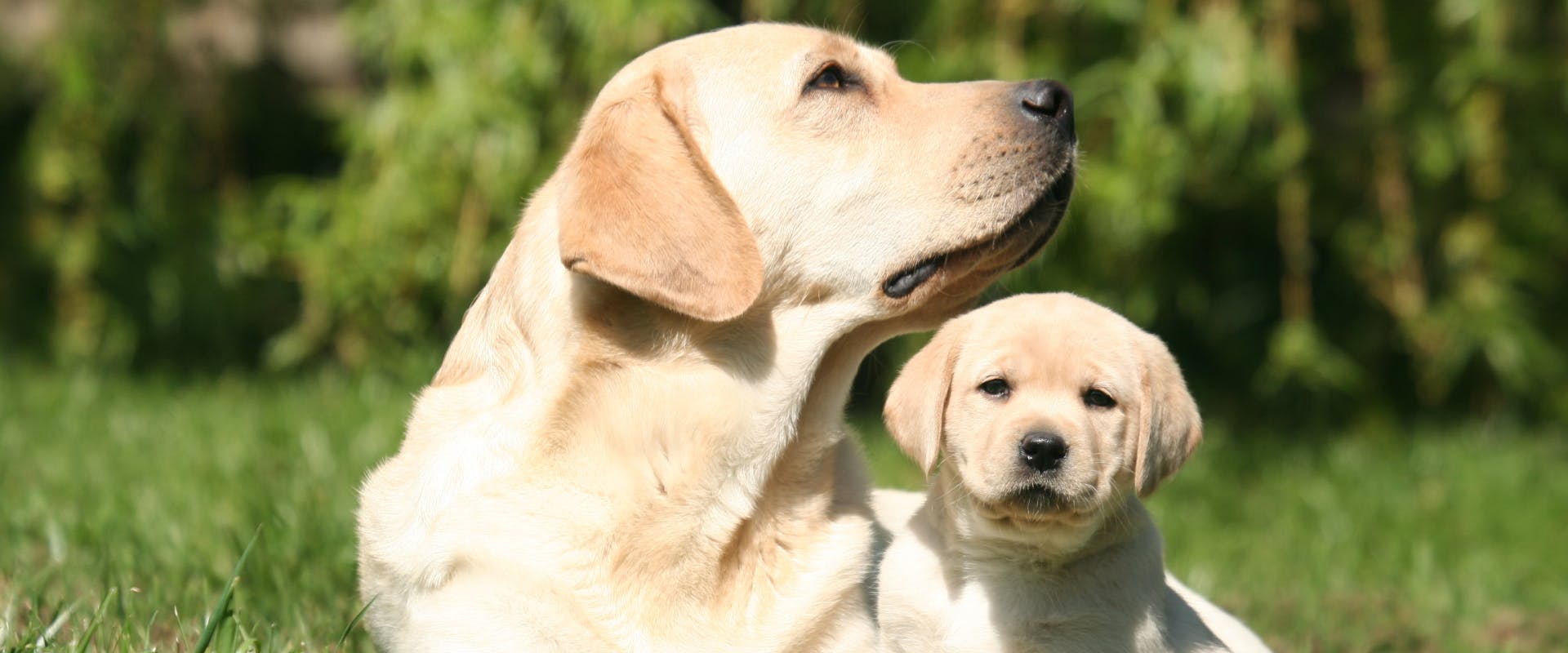 an adult white coat labrador retriever sat next to a white coat labrador puppy on a patch of grass