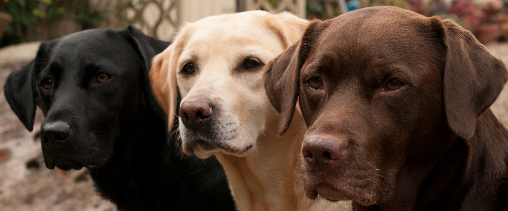 Loveable Labrador Retrievers: Cost of care and other expenses ...