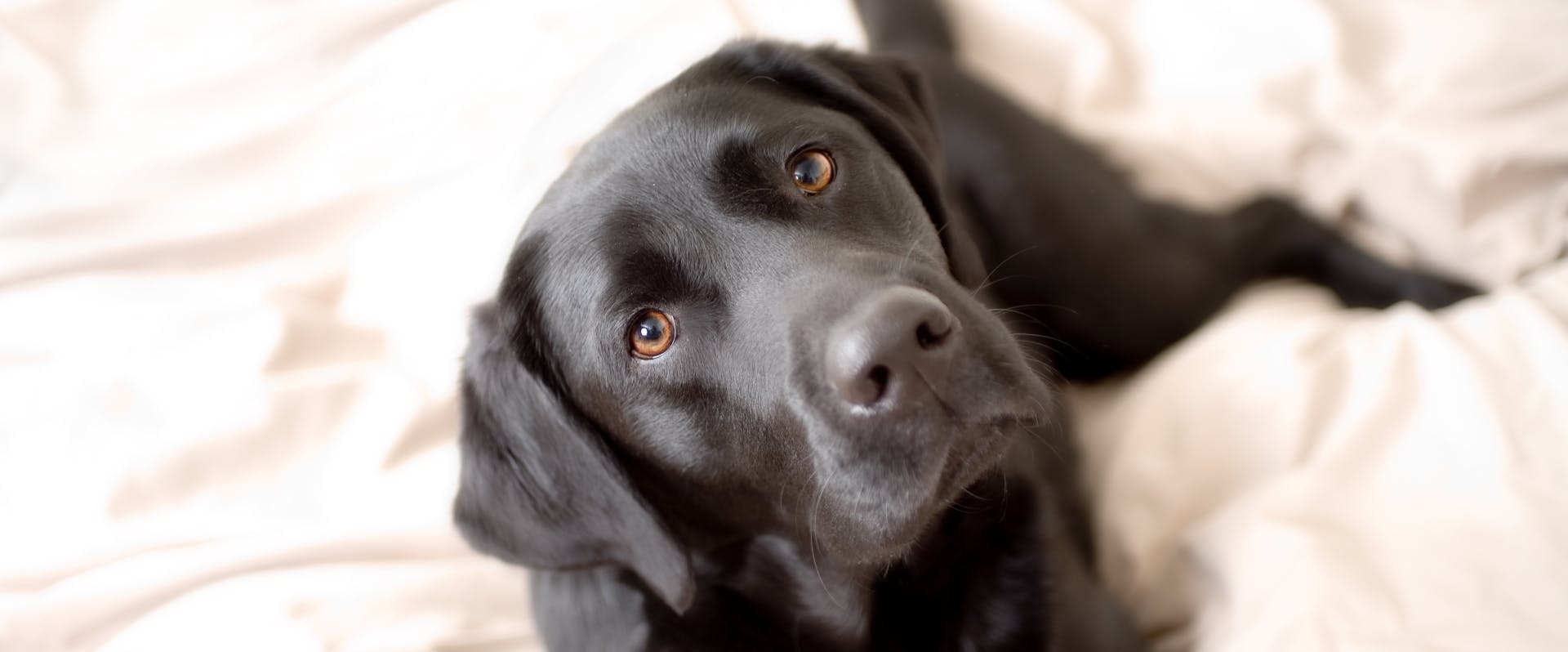 a black lab lying on a white duvet looking up into the camera