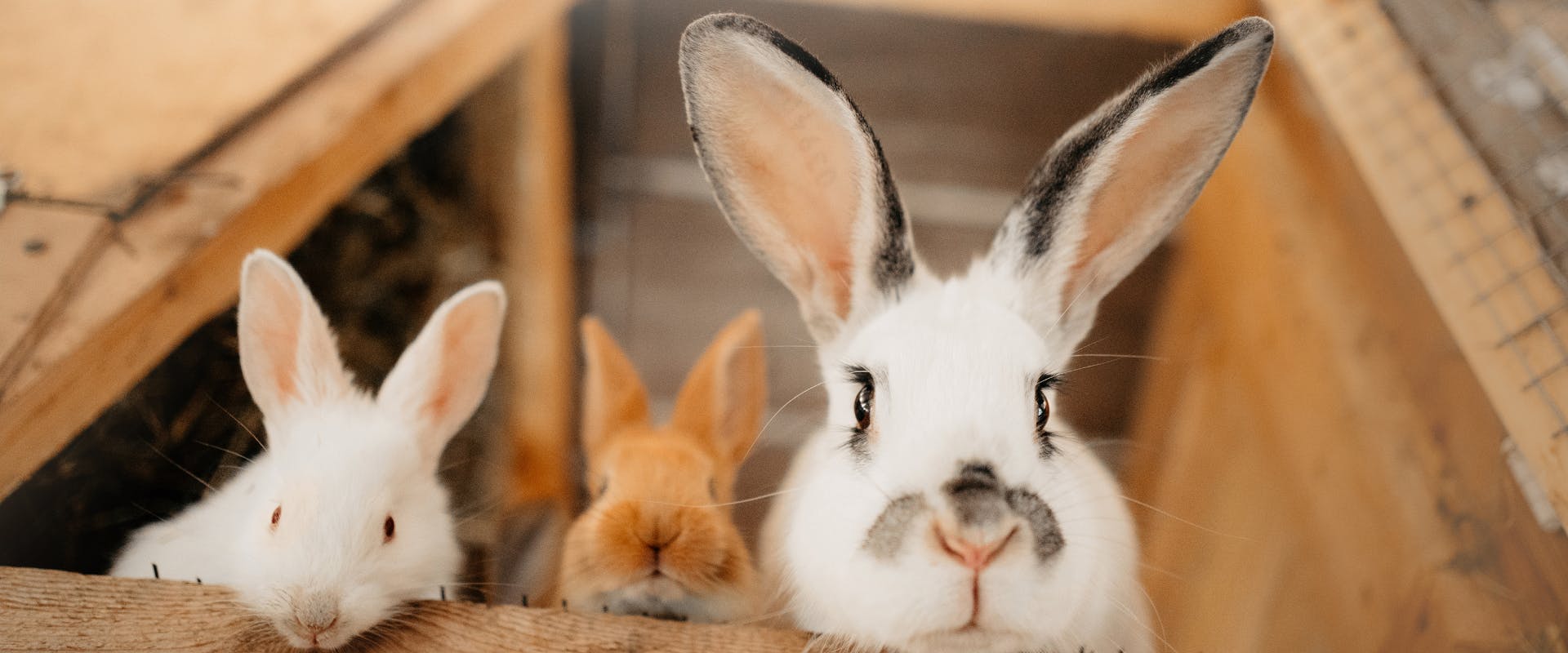 three rabbits looking down at the camera while poking their heads out of a wooden hutch