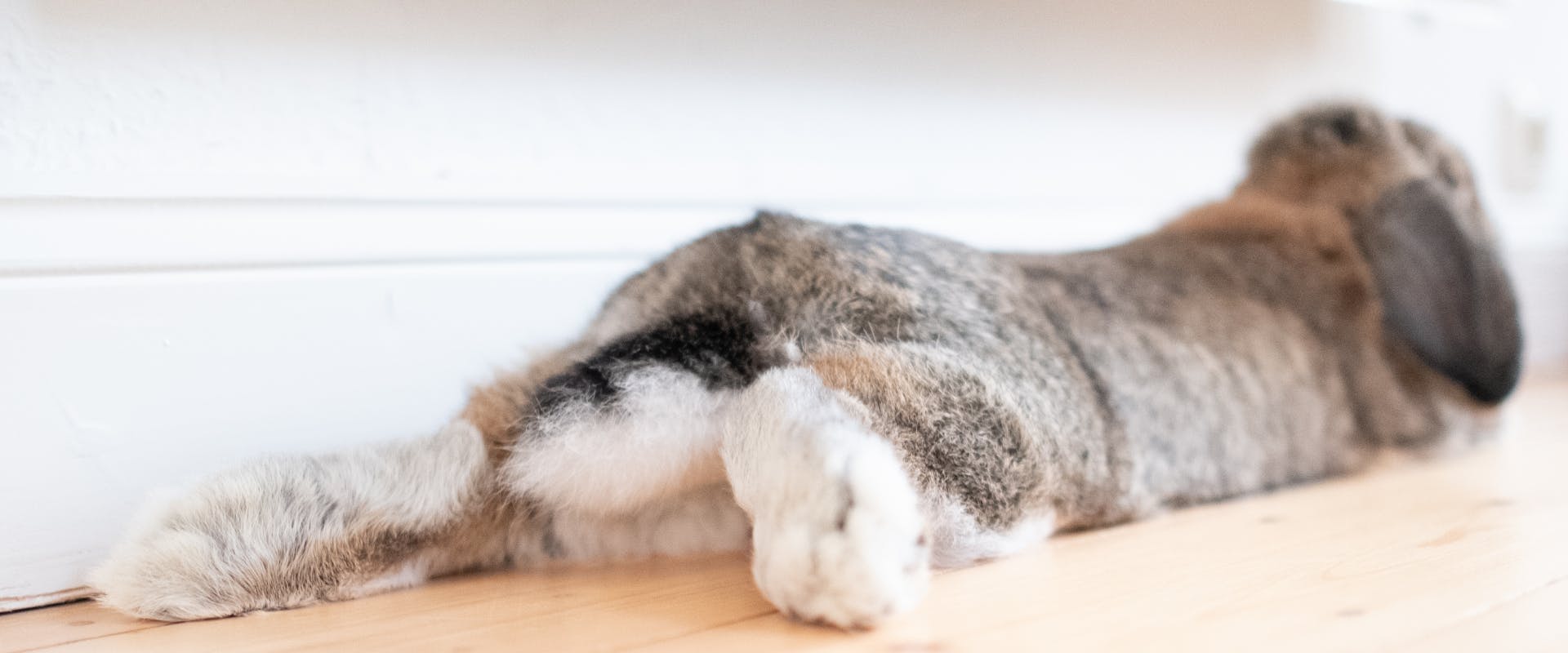 a large lop-eared bunny lying on a wooden floor facing away from the camera with its back legs sticking out