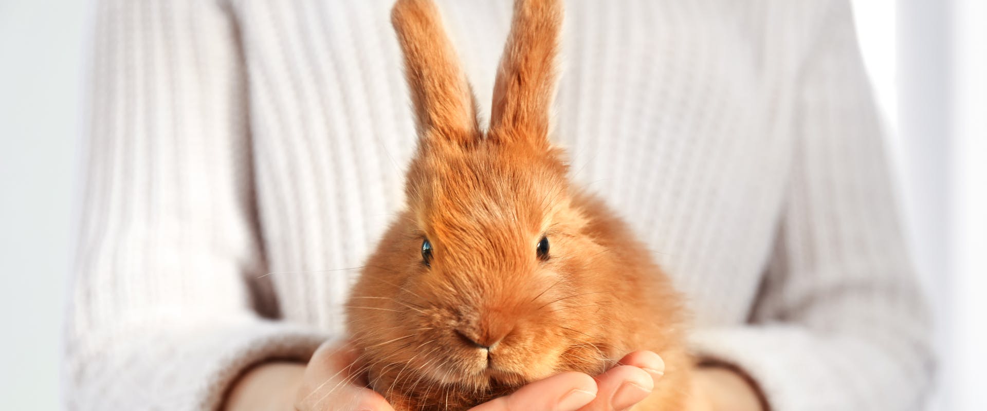a small ginger bunny being held by a pet sitter so it can directly face the camera