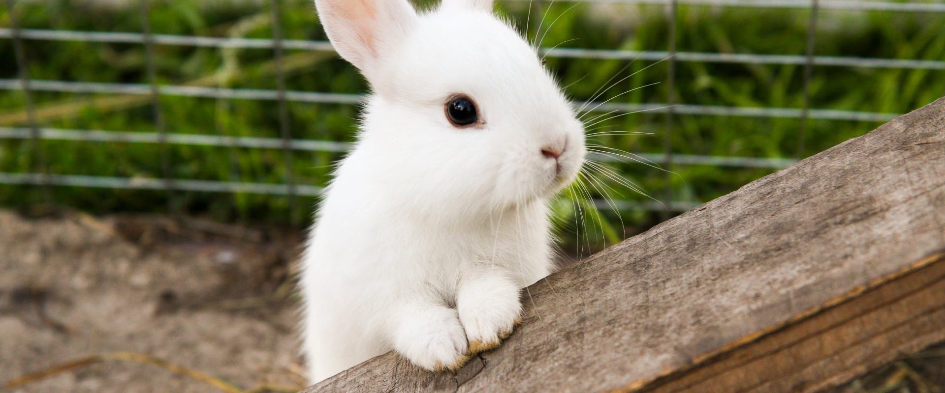 a small white rabbit on a bunny boarding cage with its front paws resting on a plank of wood