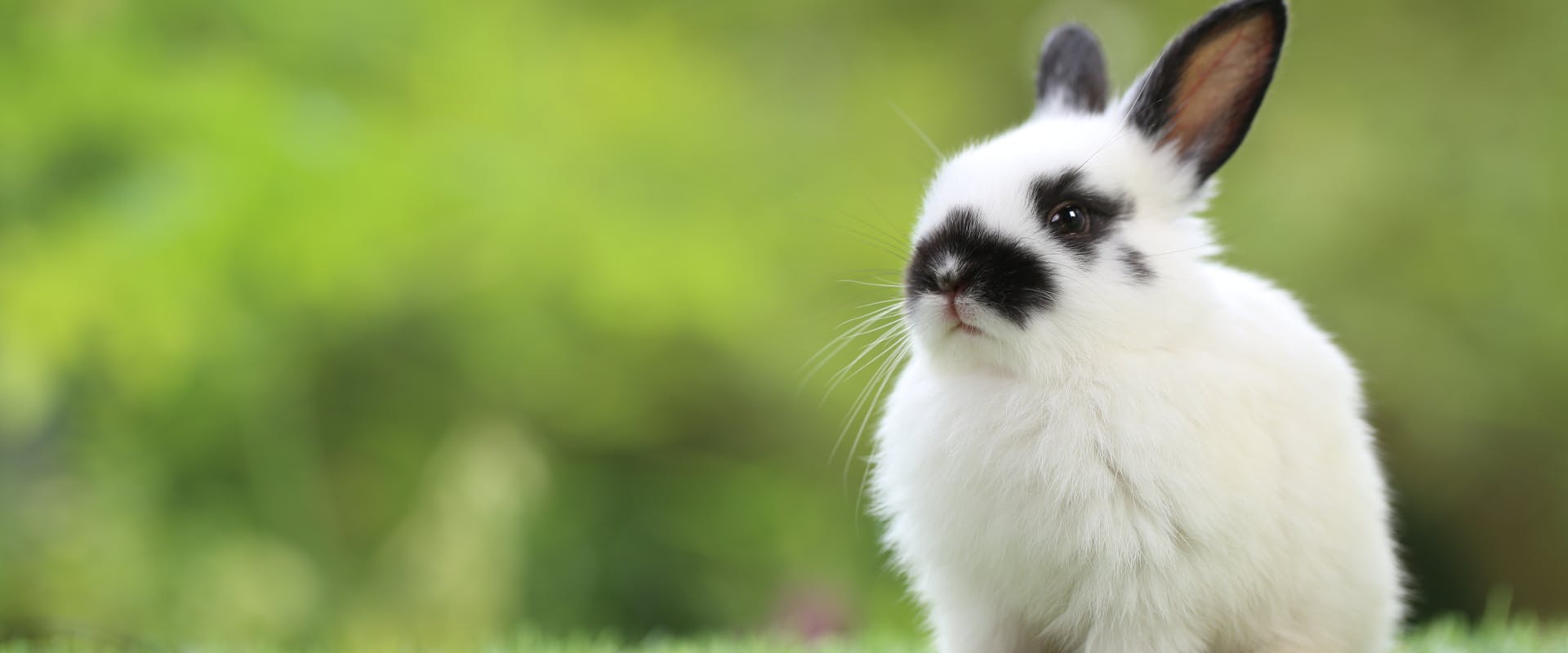 a baby white and black bunny sitting on the lawn of a garden