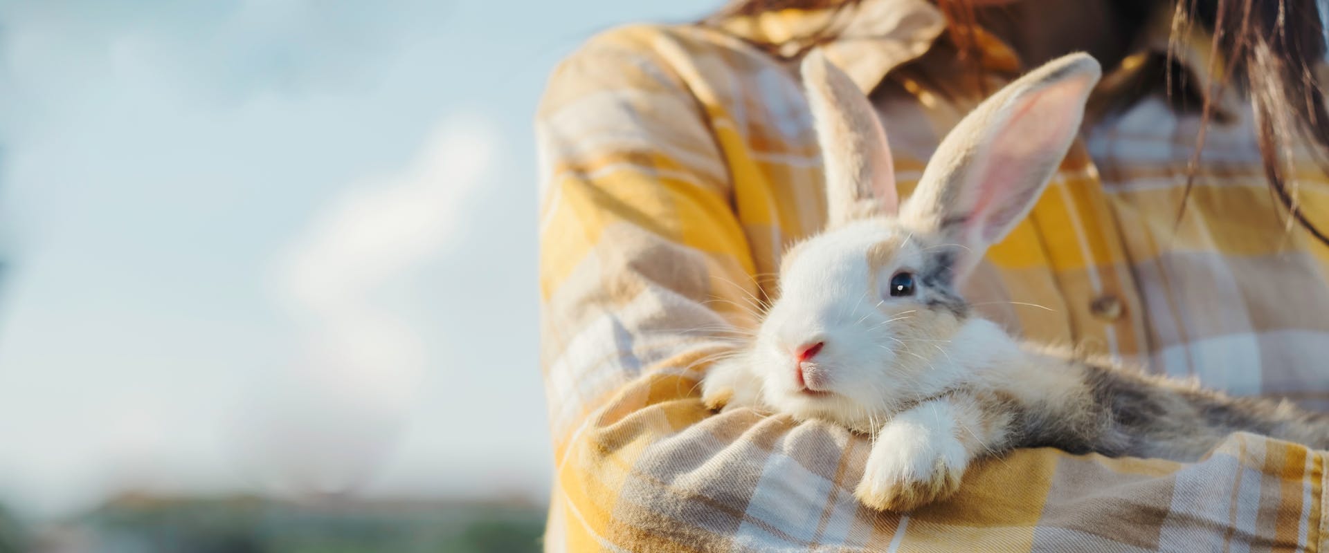 a multi-colored rabbit being held in the arms of a pet sitter in a yellow chequered shirt