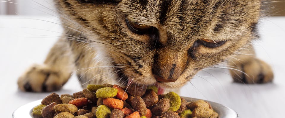 An adult cat eating dry kibble.