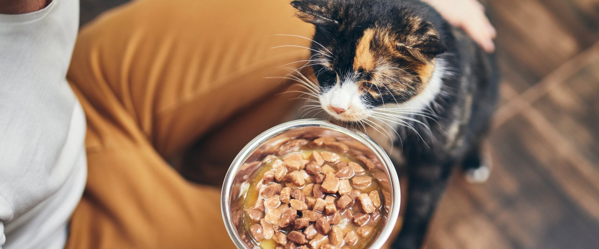 An adult cat is fed some wet cat food.