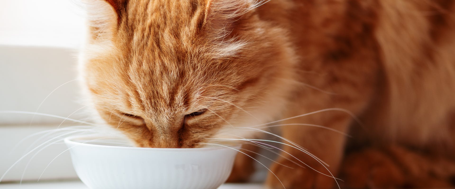 An adult cat enjoys some cat food.