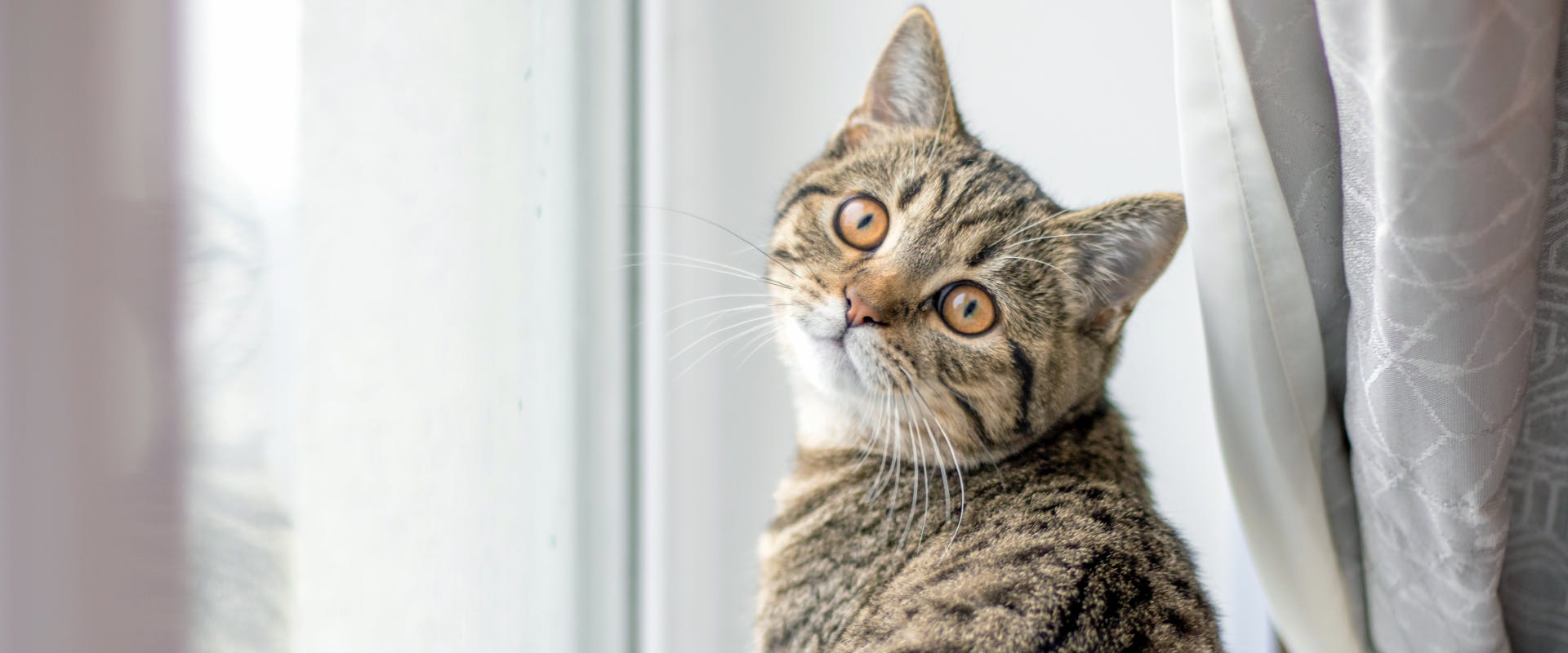 a brown tabby cat with orange eyes sat on a windowsill looking over its shoulder at something behind the camera
