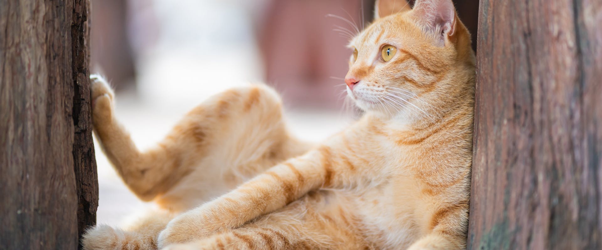 a ginger tabby cat lying half sitting up with a back leg raised leaning against a wooden post