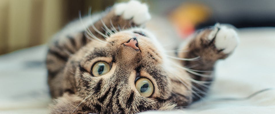 a tabby cat with light green eyes lying on its back looking just past the camera upside down