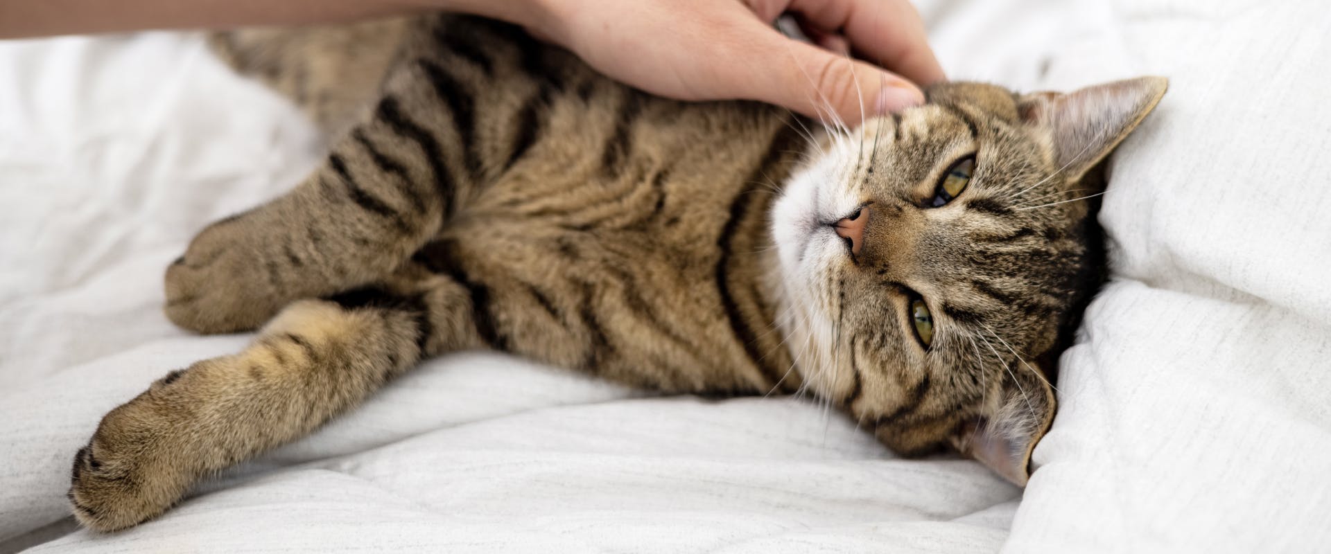 a sleepy brown tabby cat lying on white sheets while being stroked by a human hand