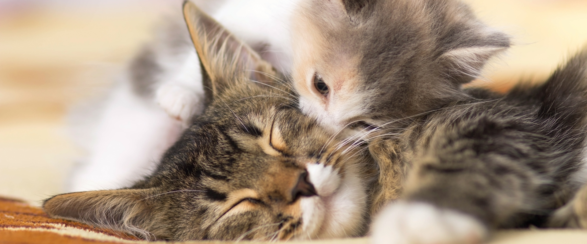 What's The Average Number Of Kittens In A First Litter