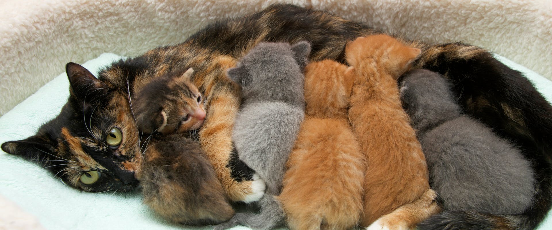 a calico queen nursing a litter of five different colored kittens in a cat basket