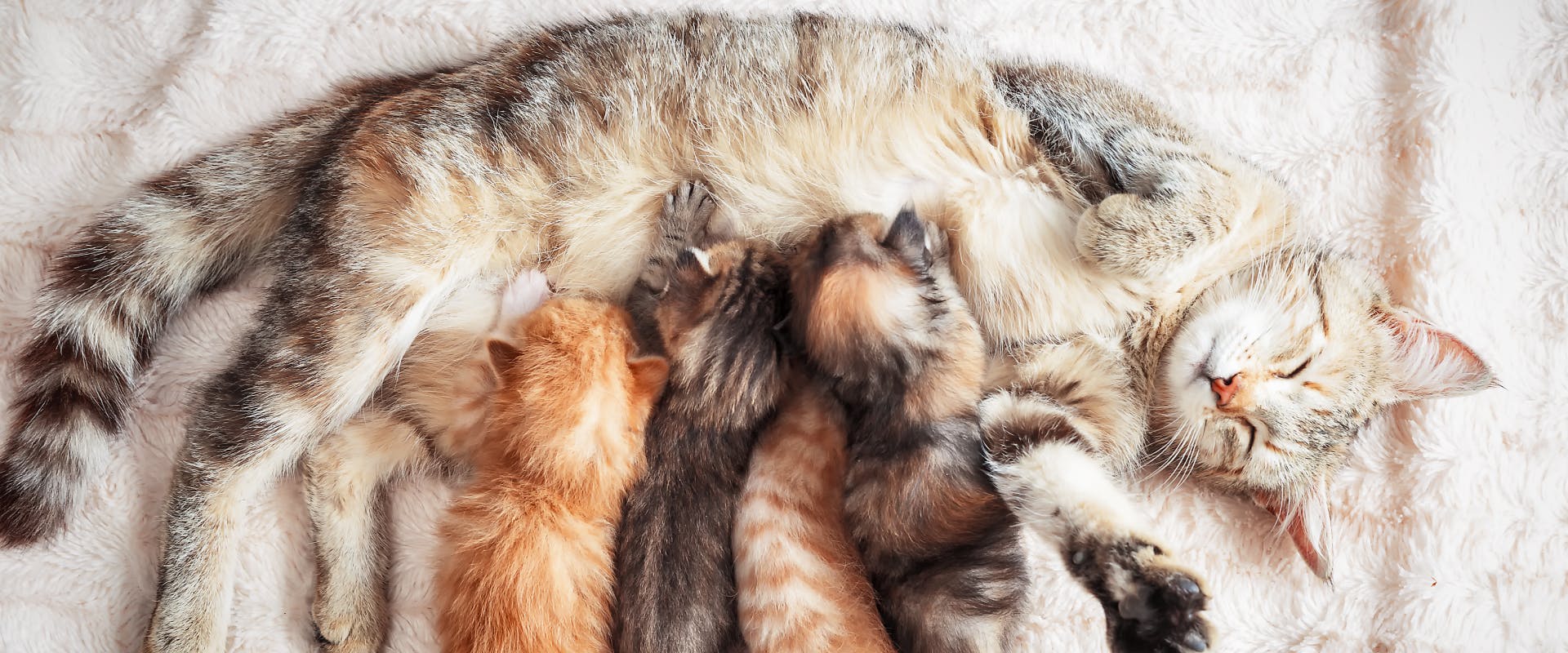 a sleeping tabby queen on a white towel nursing a litter of four kittens