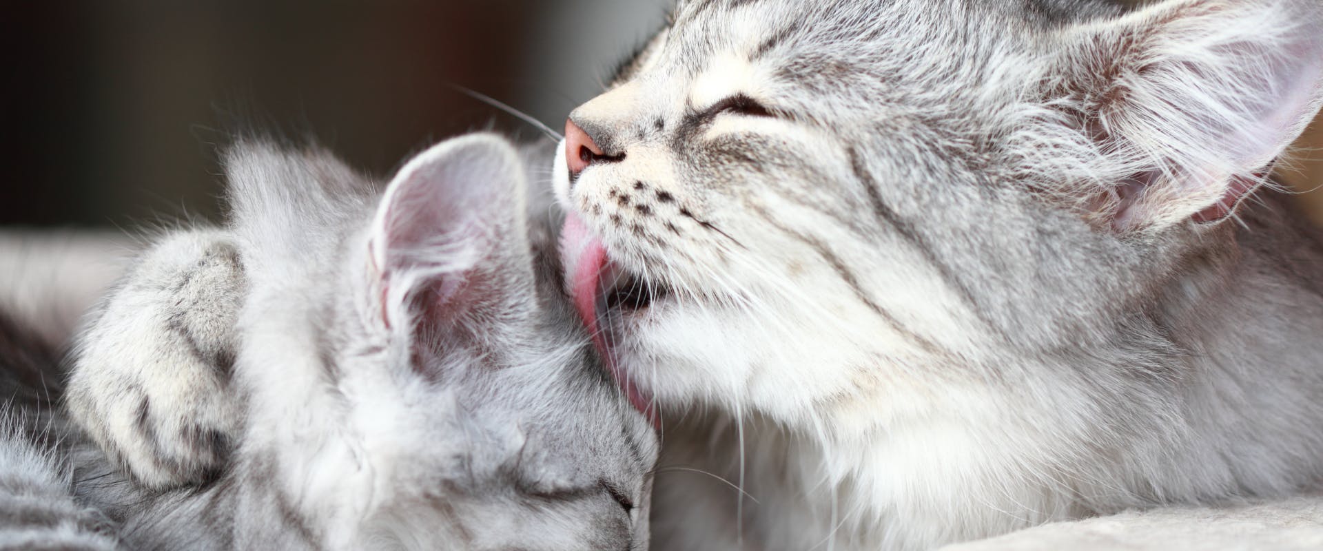 a gray tabby washing the head of a young kitten