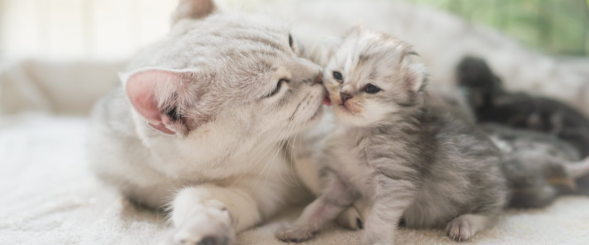 a silver tabby cat lying and washing the face of a new born kitten stood next to her