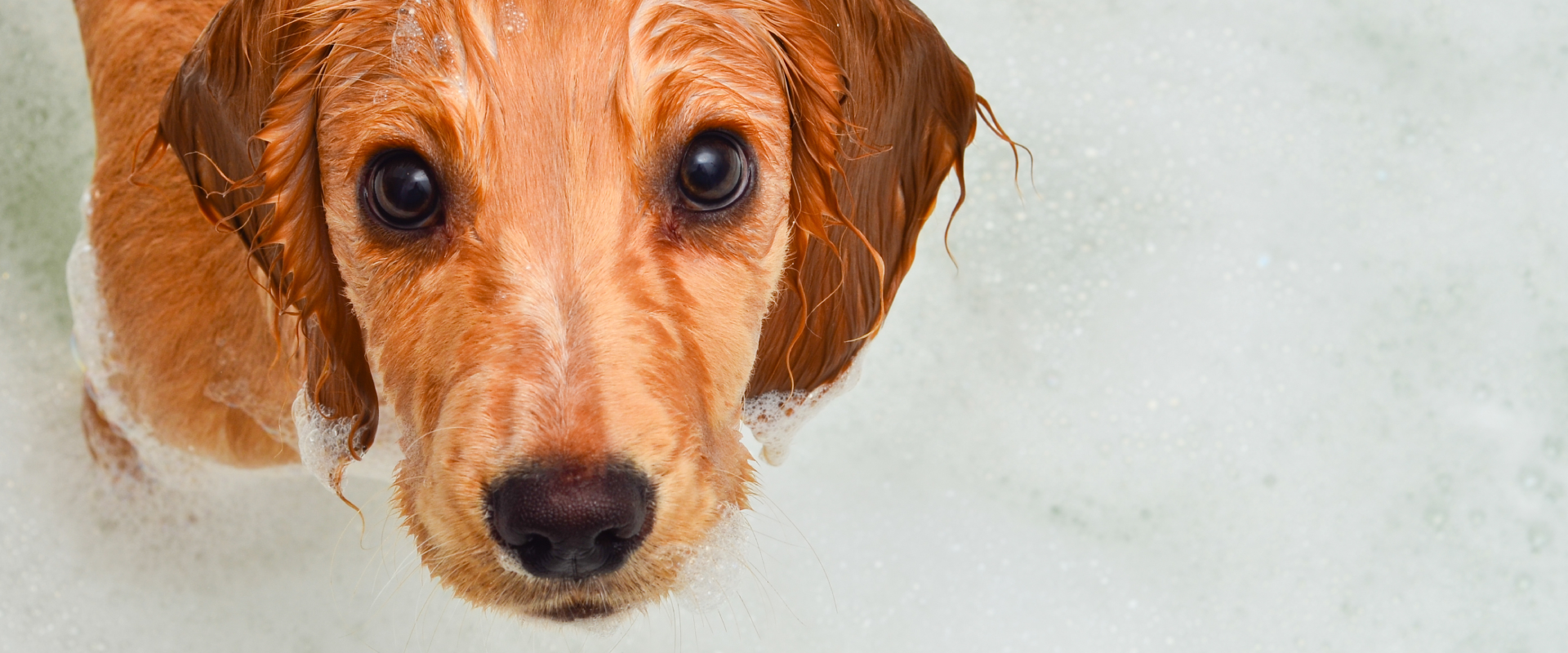 The Brilliant Benefits of Baking Soda for Dogs