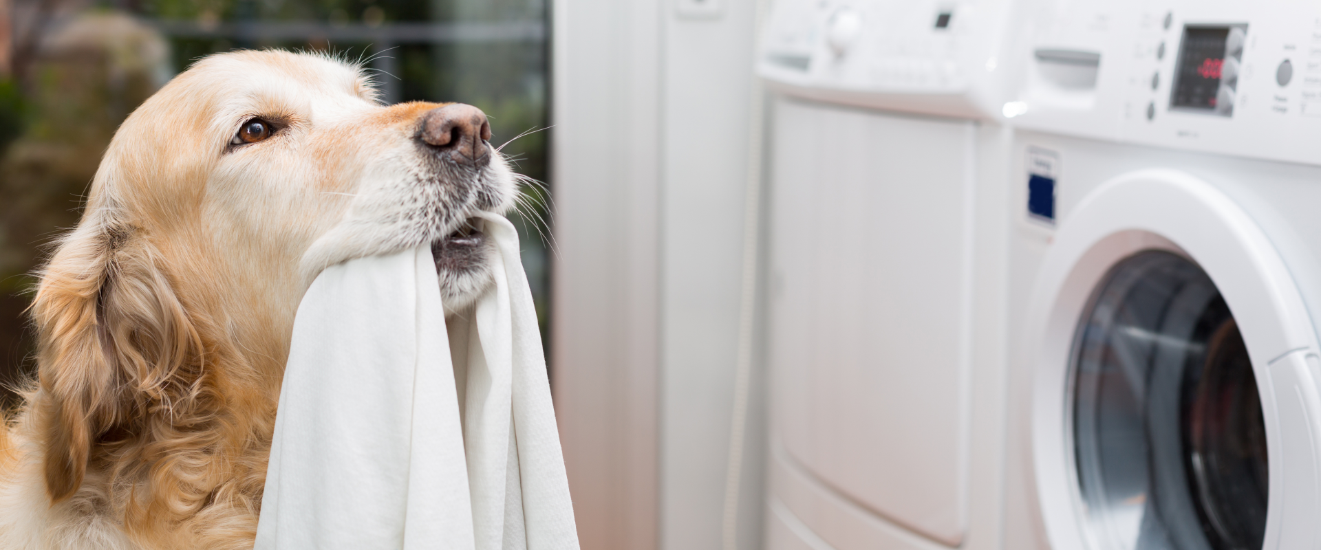 The Brilliant Benefits of Baking Soda for Dogs