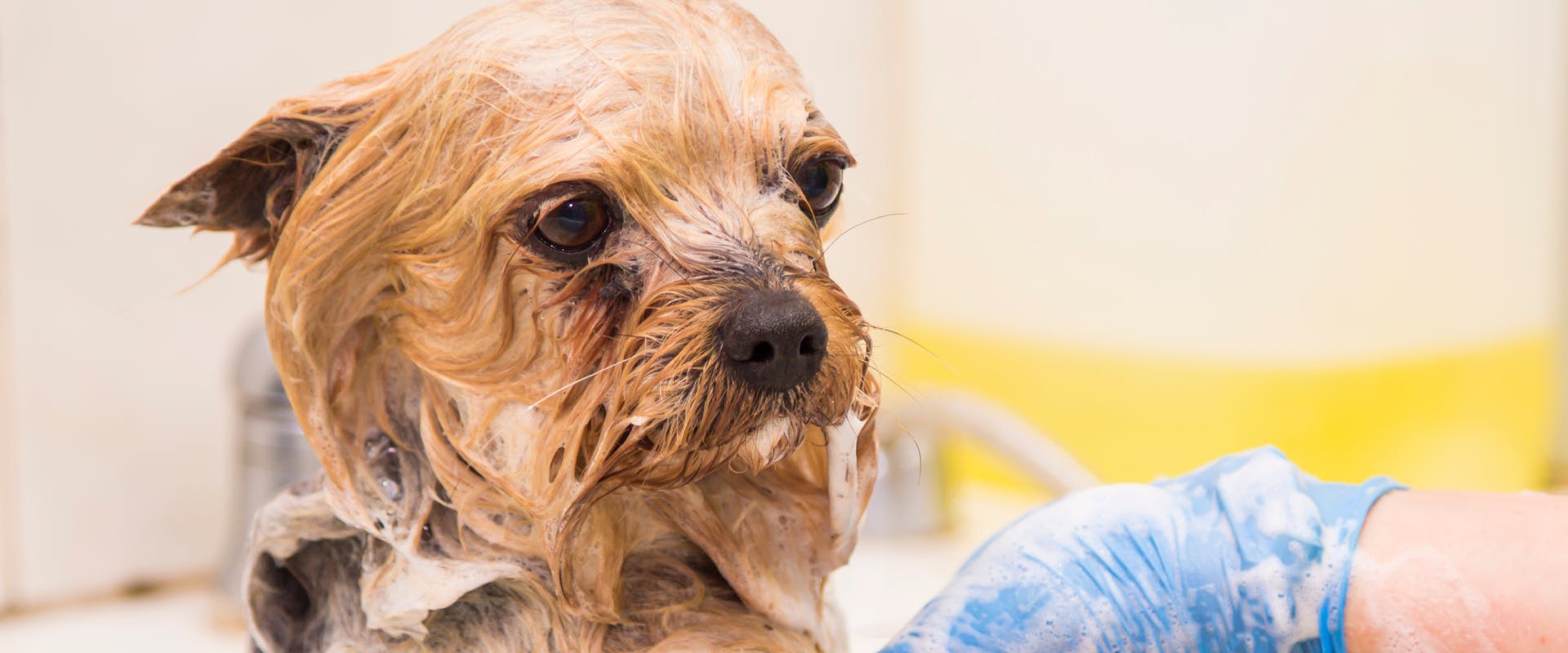 A dog enjoys a baking soda bath.