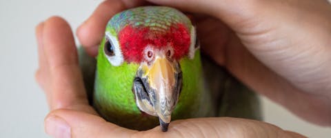 A bird being held by a bird sitter.