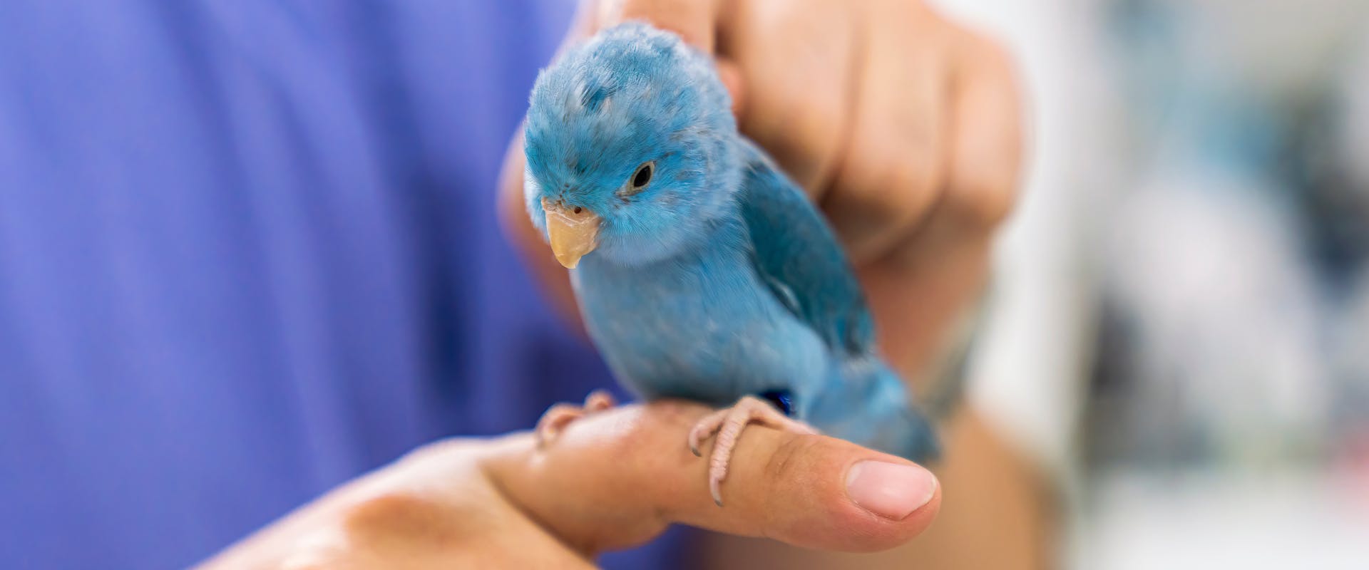 A blue bird is stroked by a bird sitter.