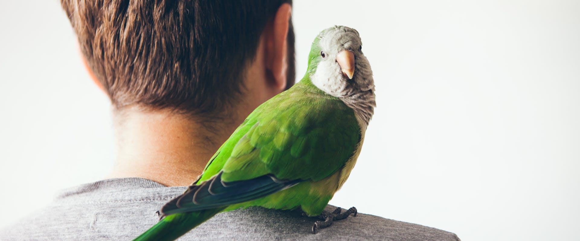 A green parrot sits on a bird sitter's shoulder.
