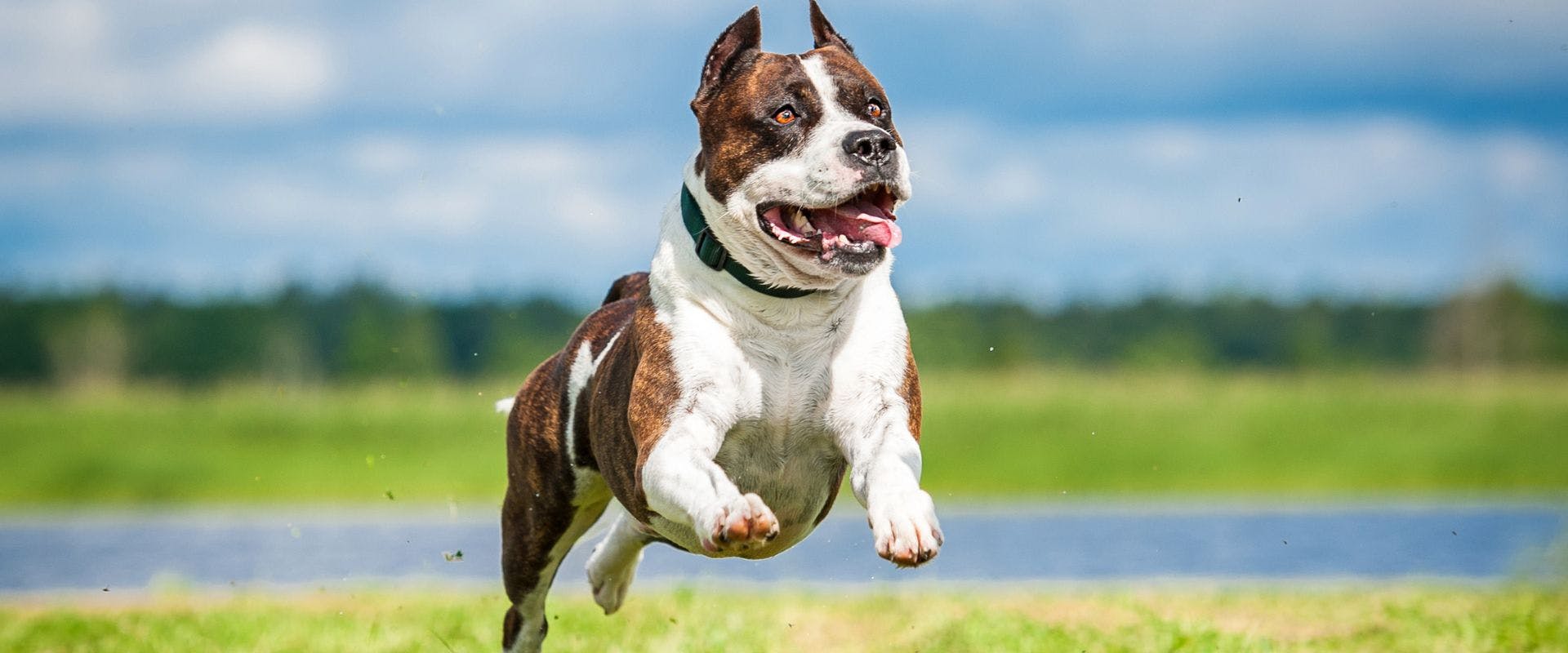 American Staffordshire Terrier running outdoors